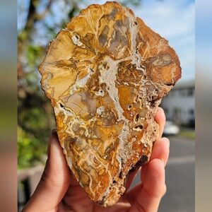 NEW 3.25" x 4.5" x 284G PETRIFIED WOOD SLAB